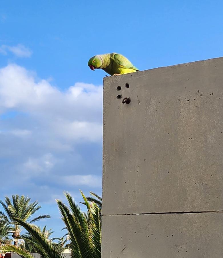 Appartamento Casa De Mariposas Costa Del Silencio Esterno foto