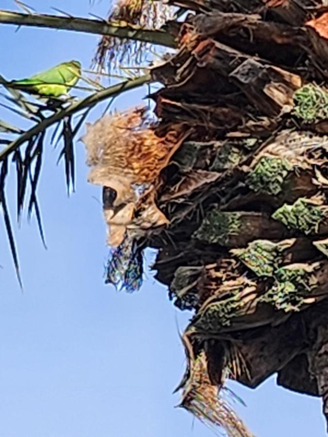 Appartamento Casa De Mariposas Costa Del Silencio Esterno foto